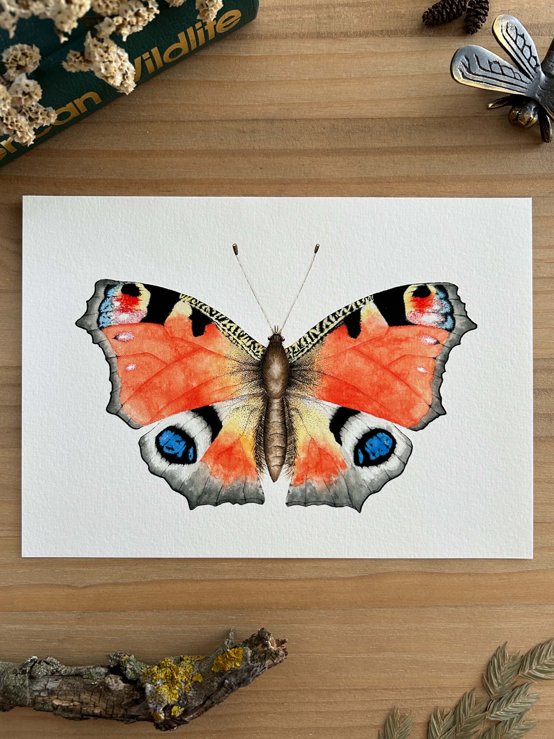 Mariposa pavo real Print 2 Ilustración científica de mariposa pavo real