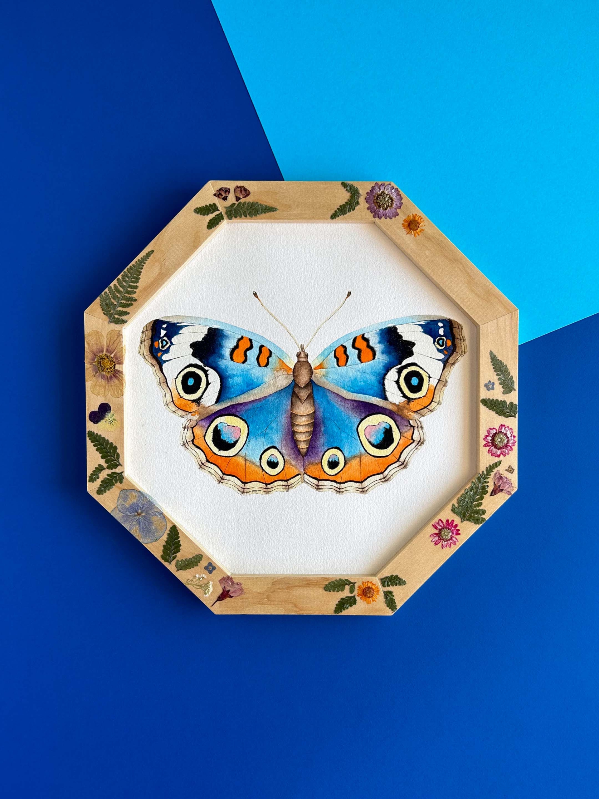 Mariposa junonia 1 mariposa junonia