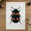 Escarabajo diaperis Print
