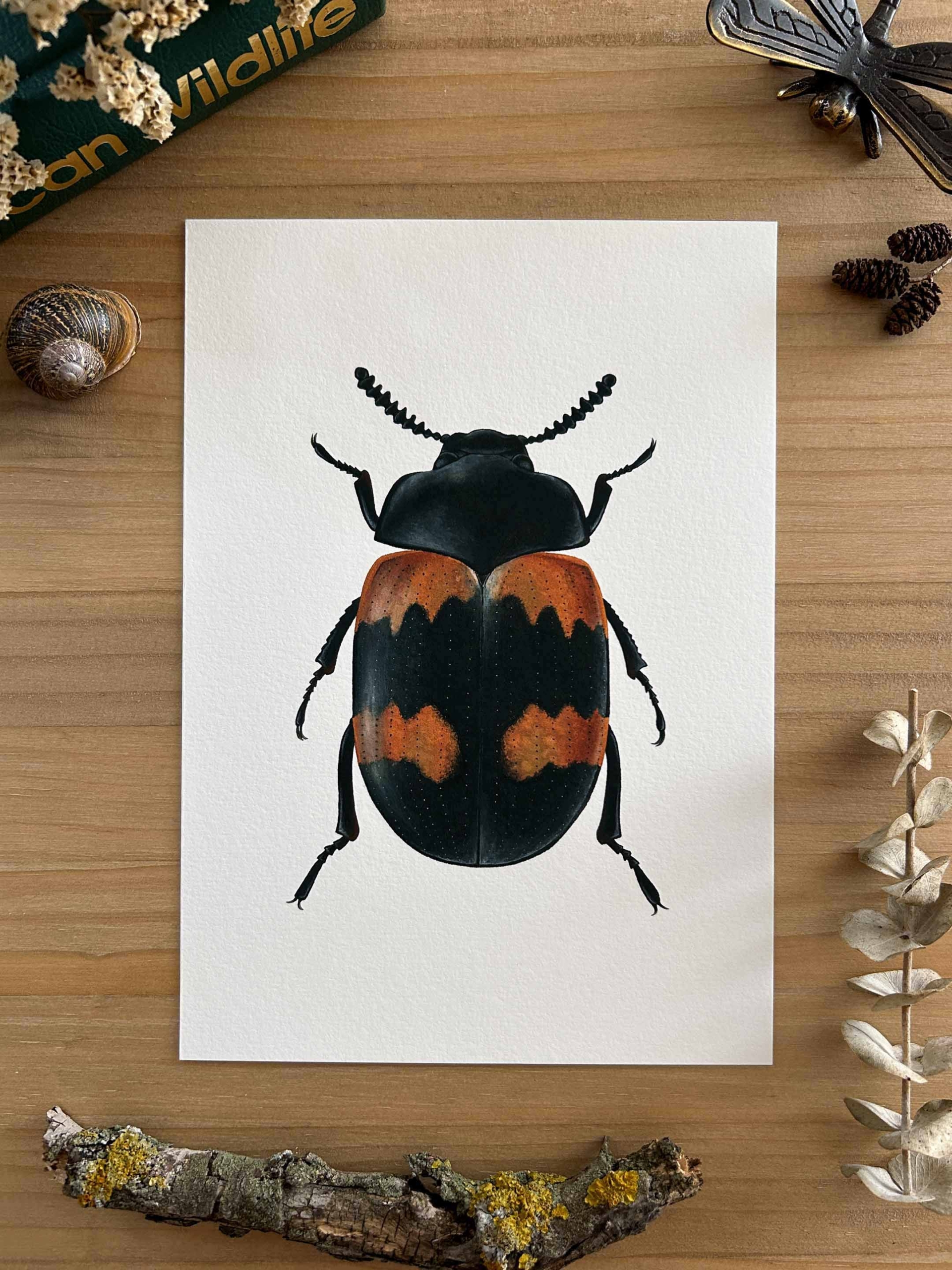 Escarabajo diaperis Print 1 Escarabajo diaperis Print