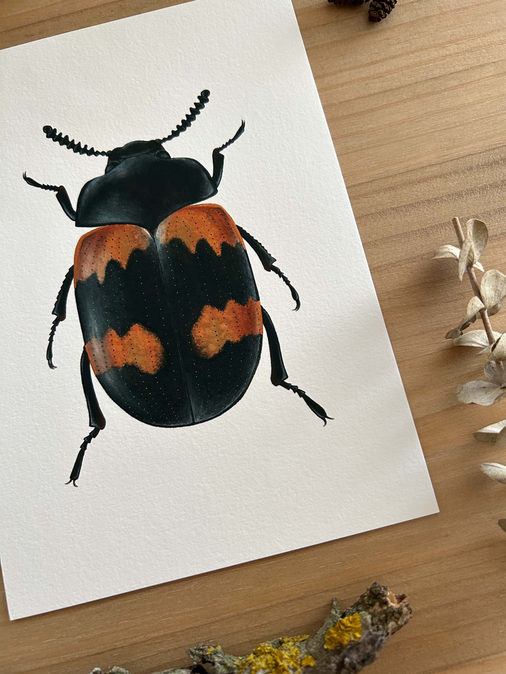 Escarabajo diaperis Print 3 arte de insectos con escarabajo