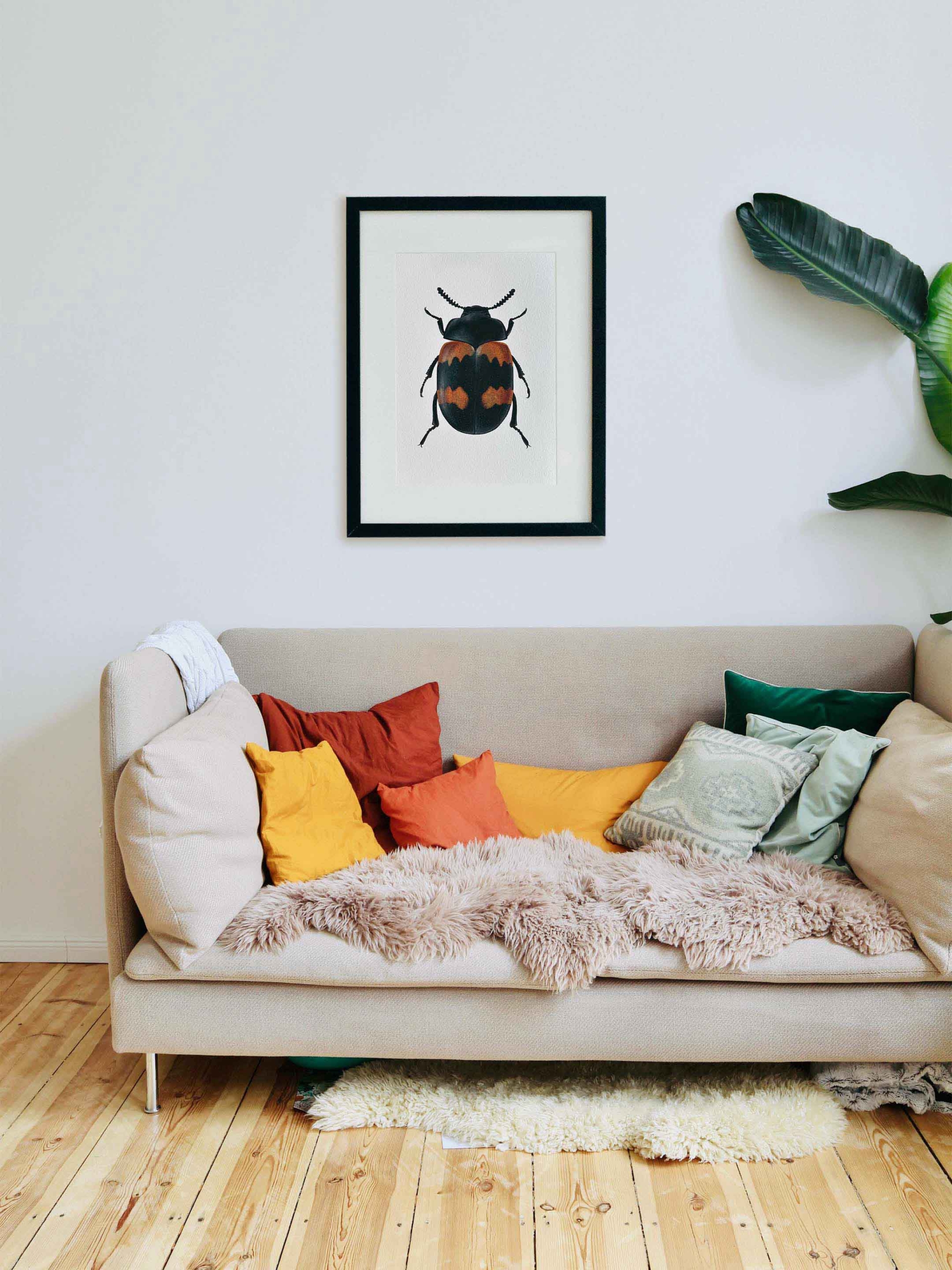 Escarabajo diaperis Print 2 Lámina decorativa de escarabajo negro