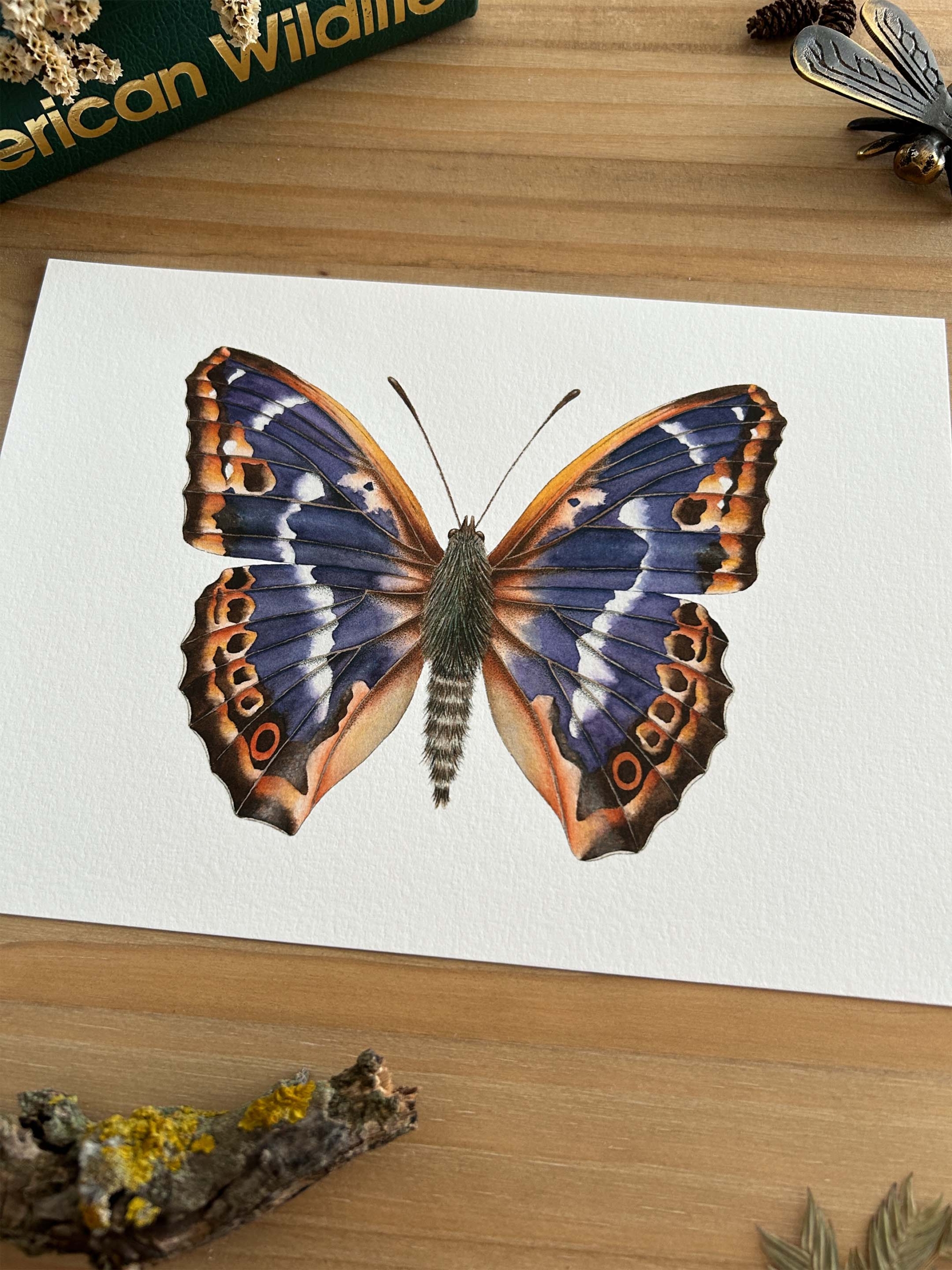 Mariposa tornasolada Print 3 ilustración científica de mariposa apatura iris