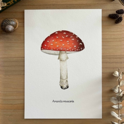 Amanita musicaria Print