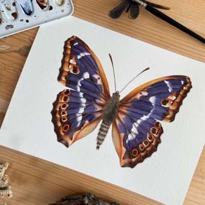 Mariposa tornasolada