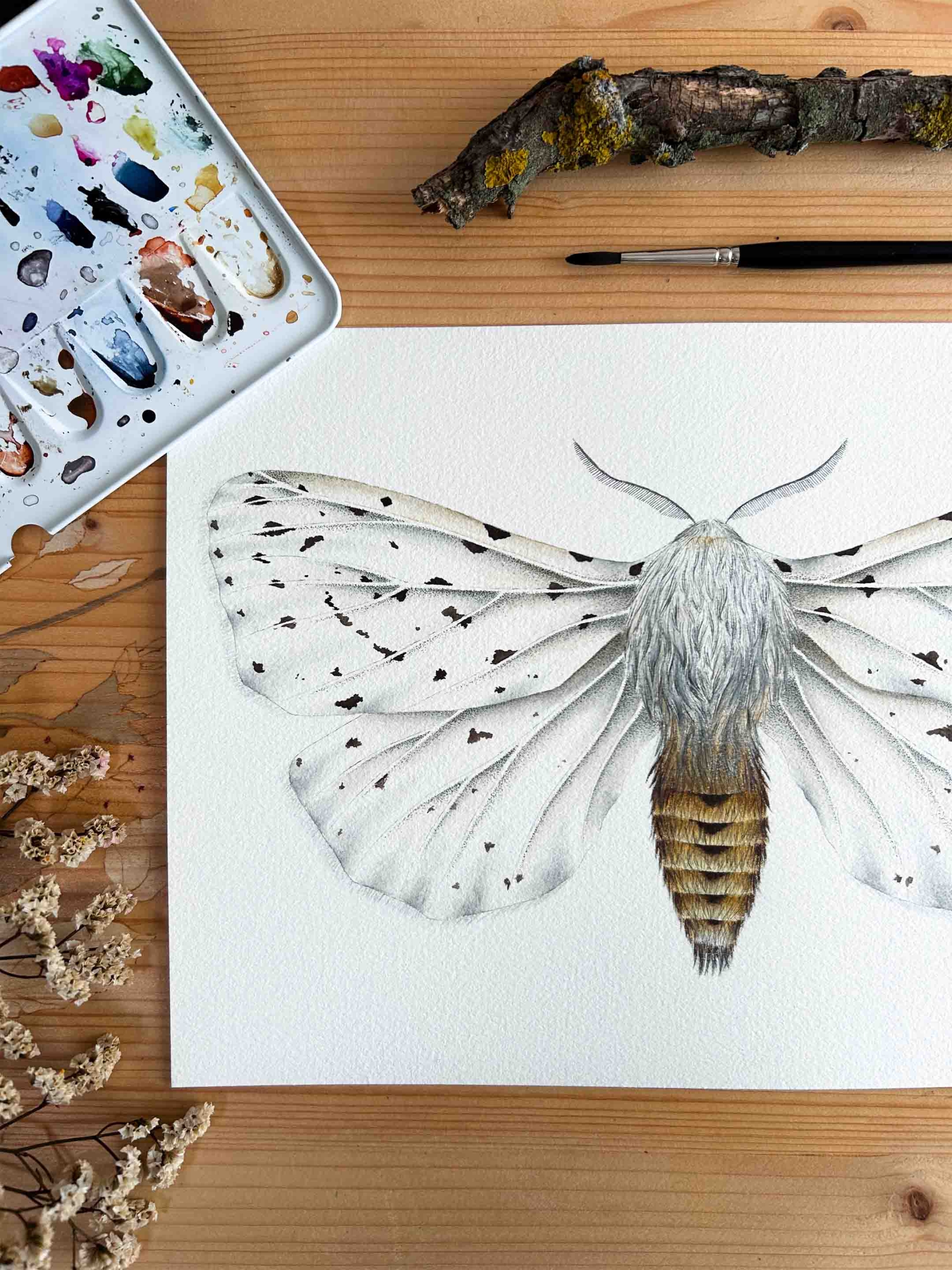Polilla armiño 3 acuarela hecha a mano de mariposa blanca