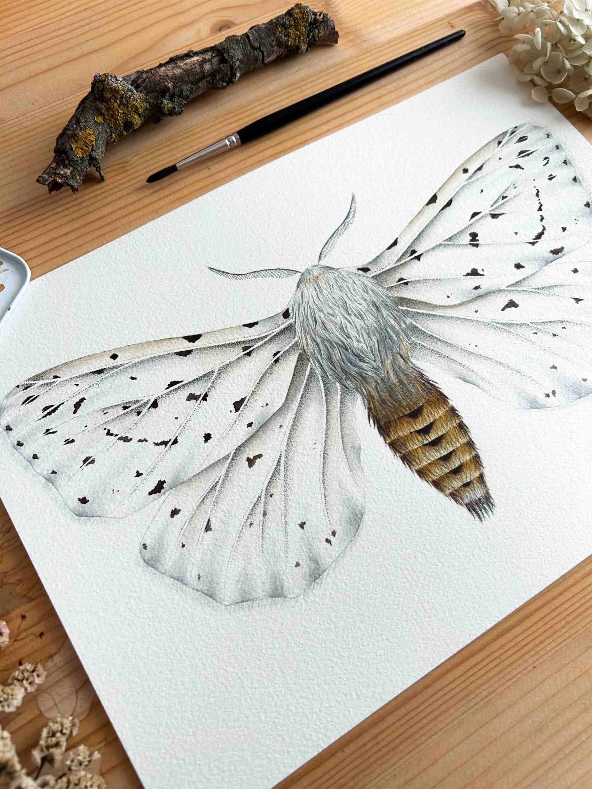 Polilla armiño 1 ilustración en acuarela de polilla armiño blanco