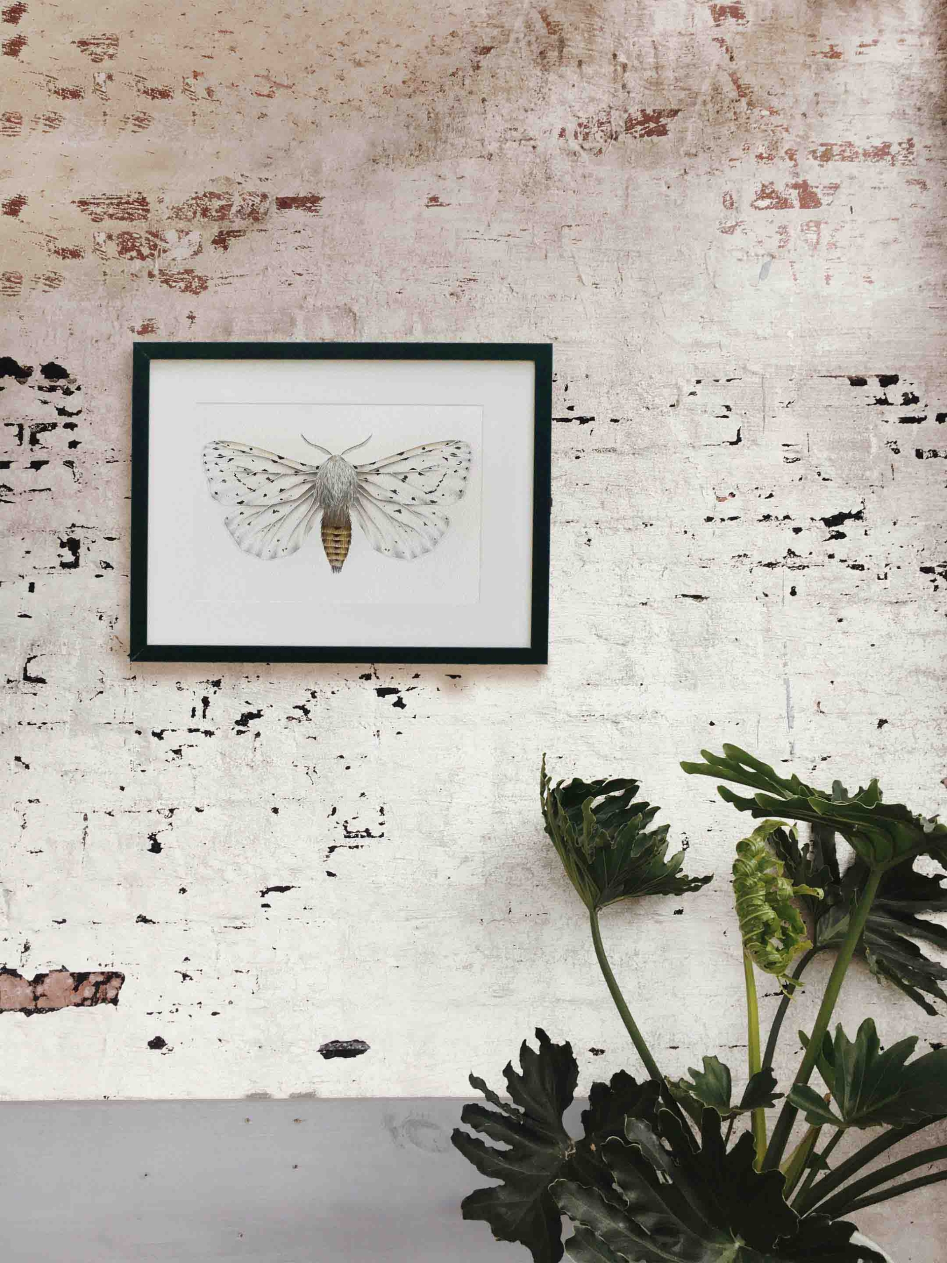 Polilla armiño 2 original watercolor butterfly white 4 scaled