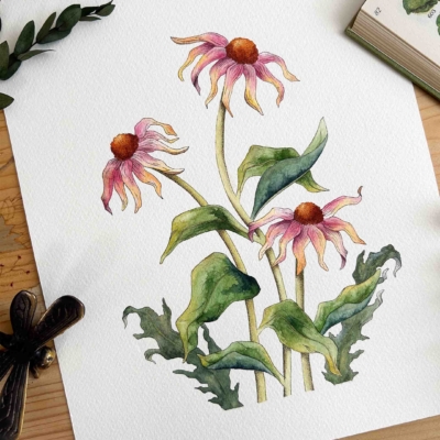Acuarela original de flores equináceas