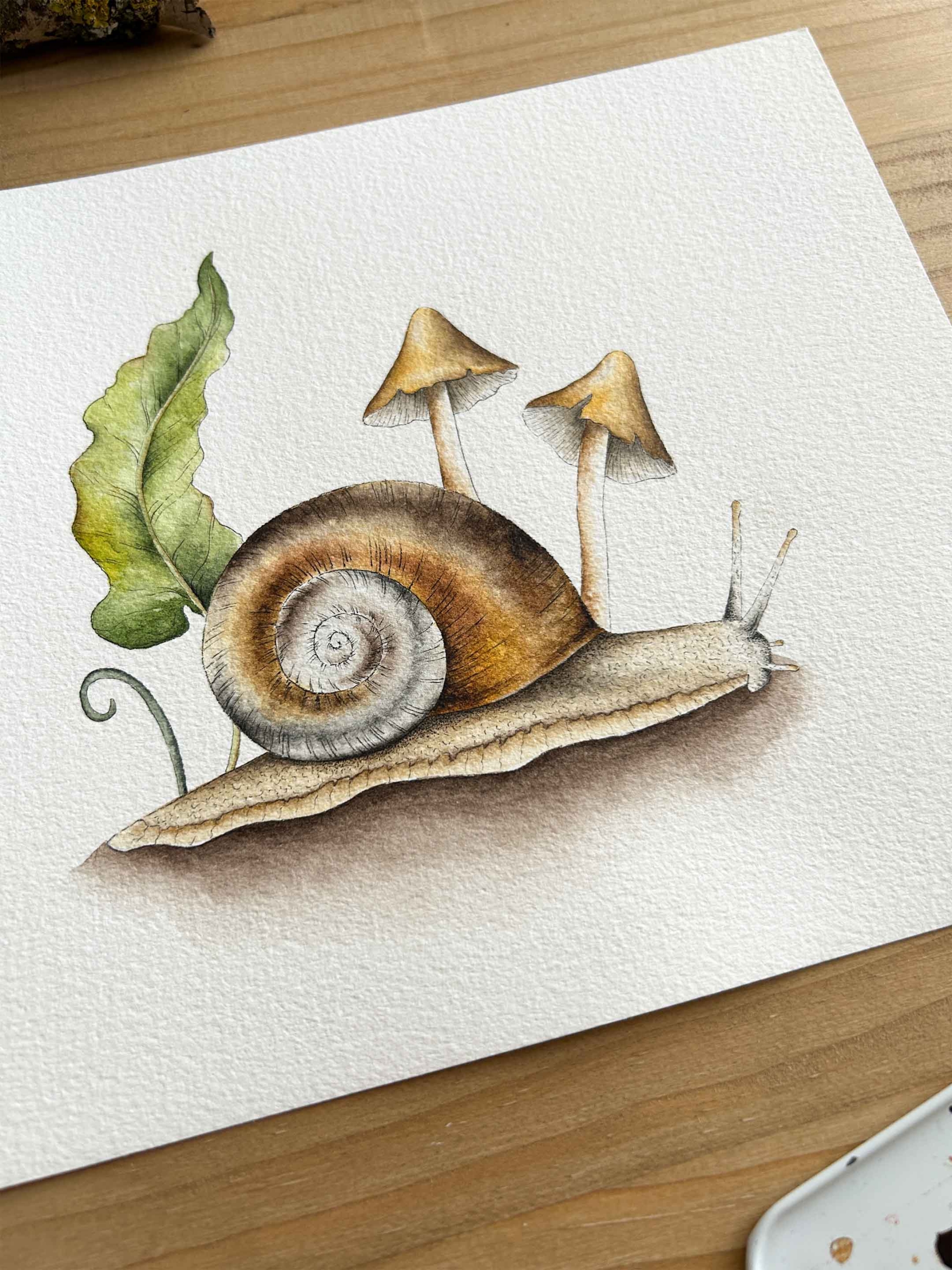 Caracol y setas 1 dibujo en acuarela de caracol y setas