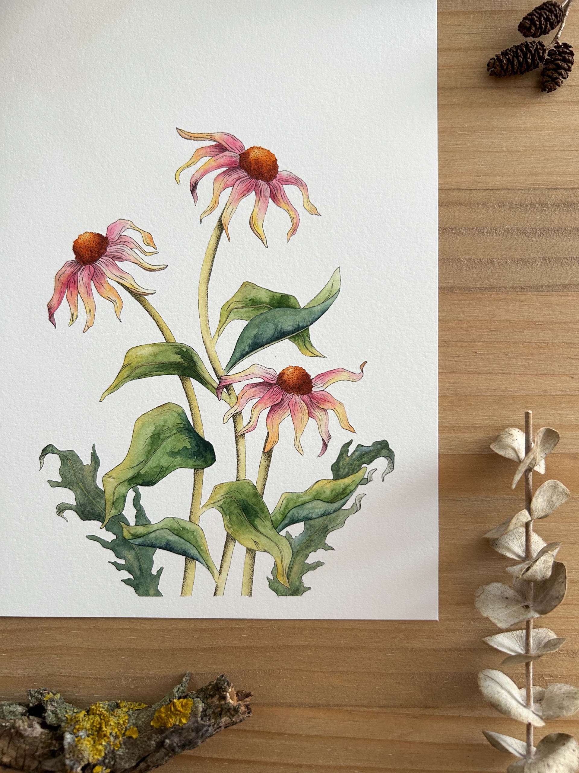 Flores equináceas Print 2 ilustración de flores equnáceas