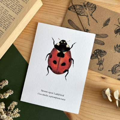 Tarjeta mariquita