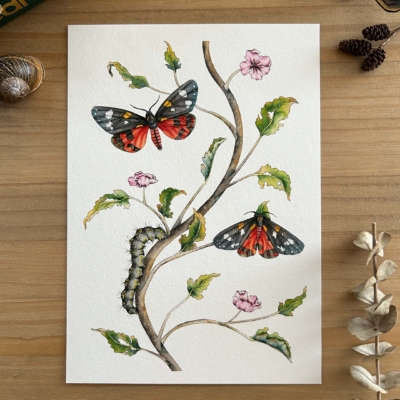 Polilla escarlata tigre print