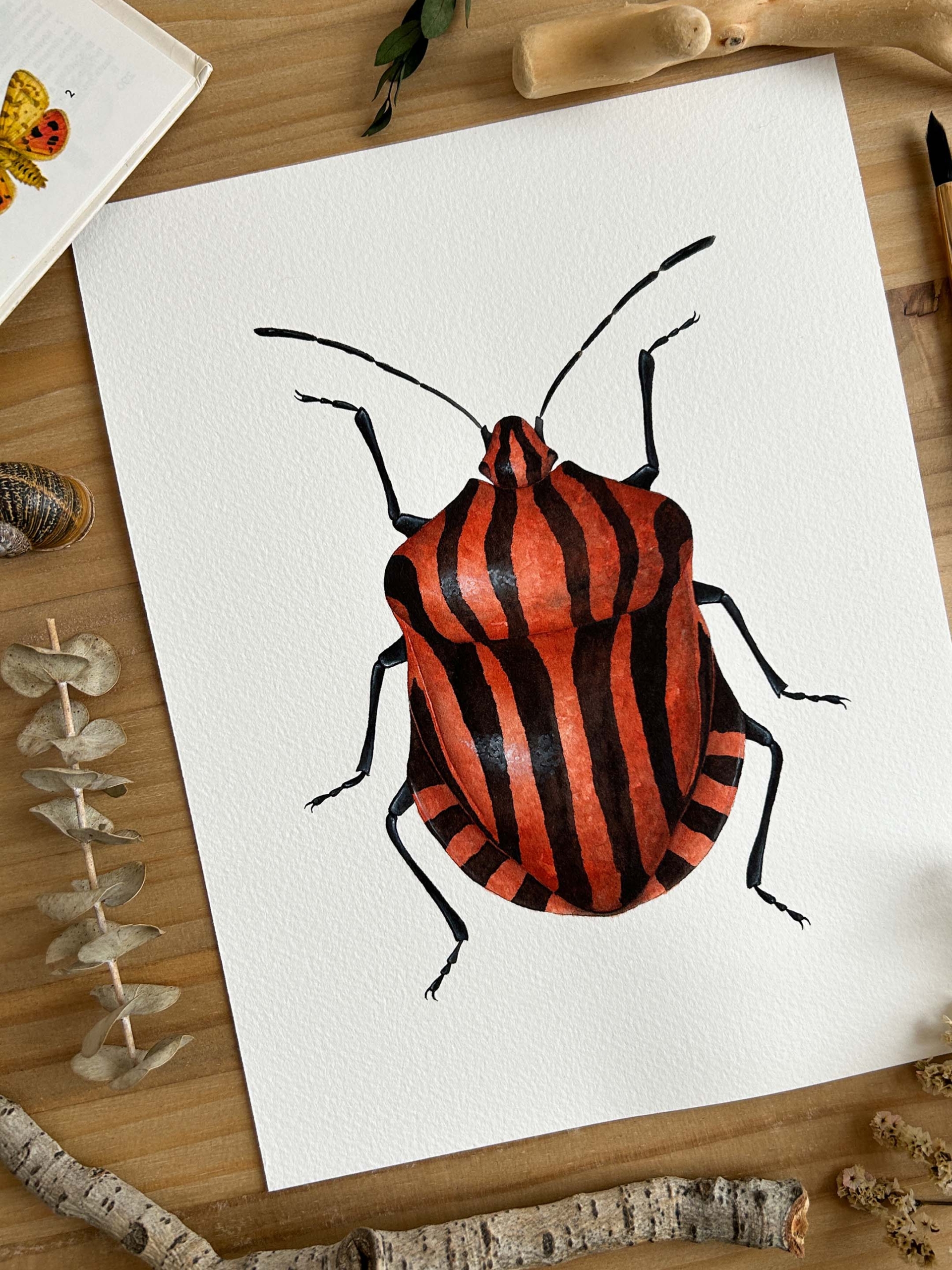 Escarabajo rayado 1 escarabajo rayado