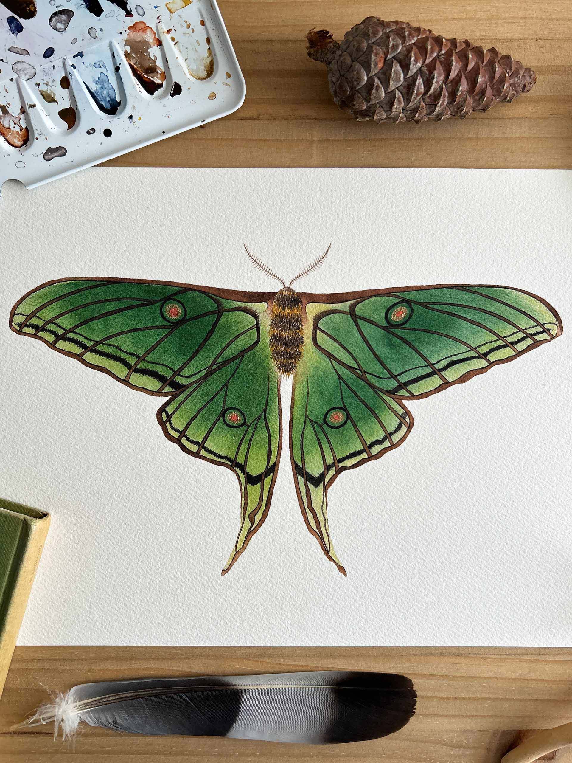 acuarela de mariposa