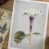 Flor datura Print