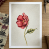 Rosa gallica Print