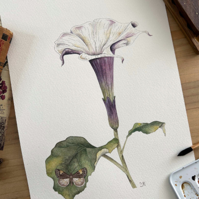 datura metel