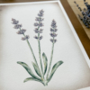 lámina de lavanda