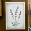 lavanda print