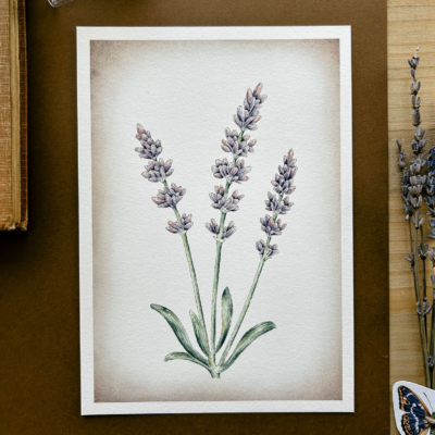 lavanda print